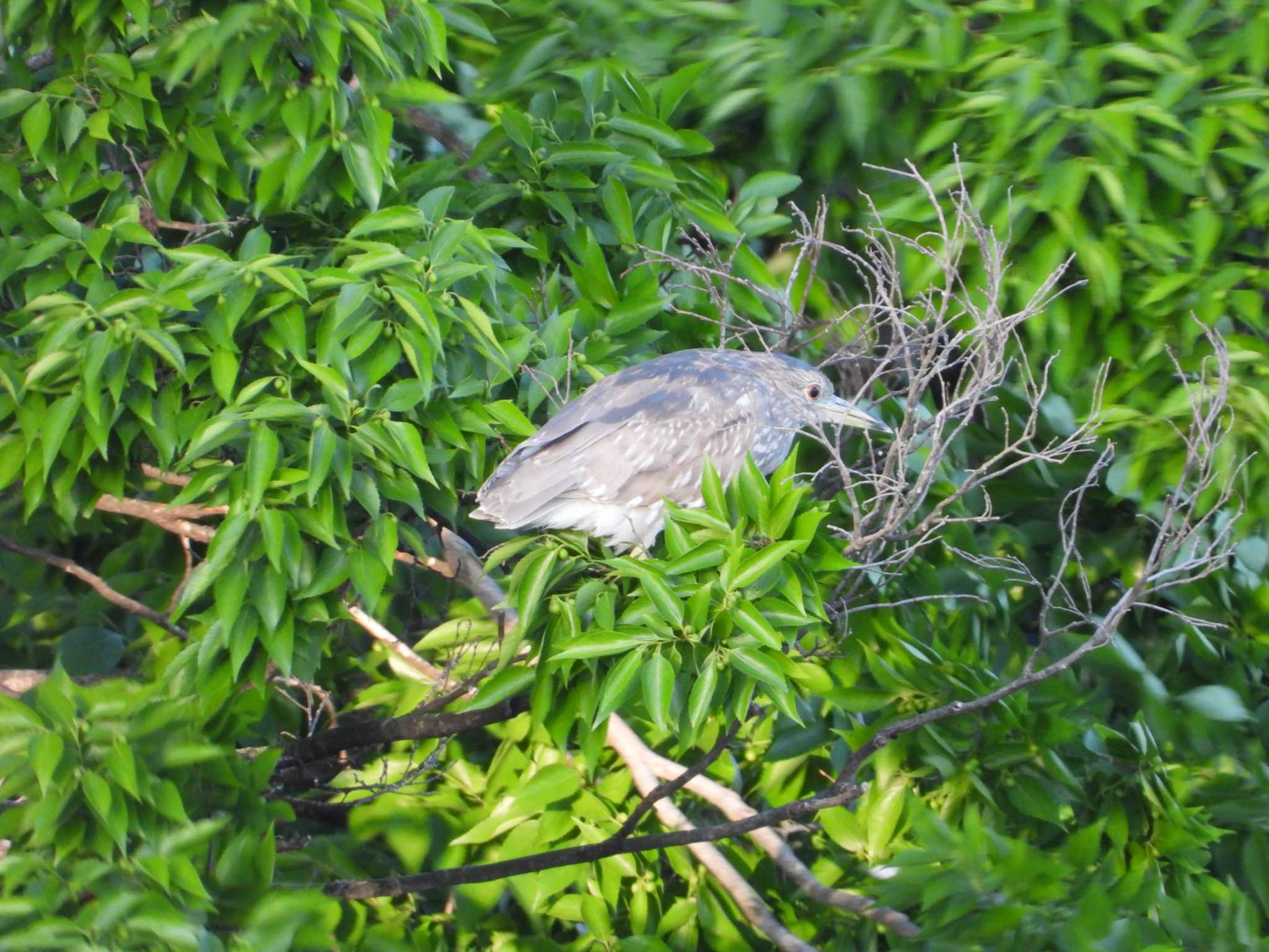 Black-crowned Night Heron