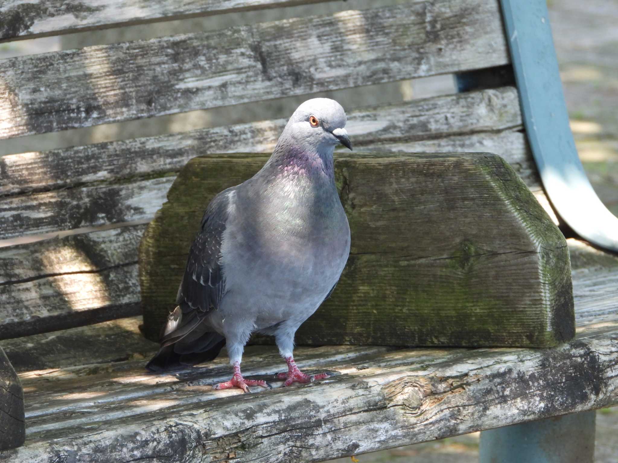 Rock Dove