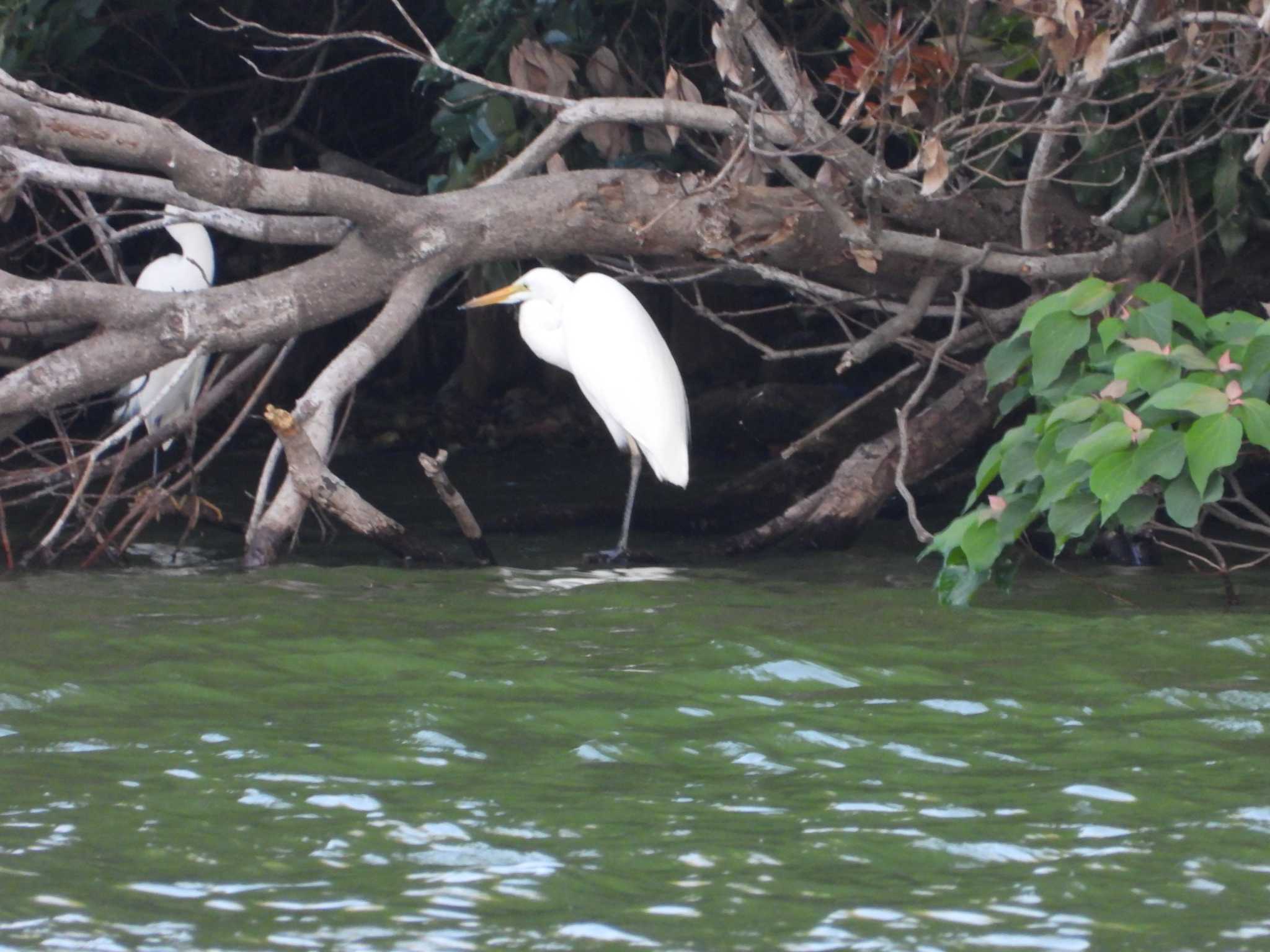 Great Egret