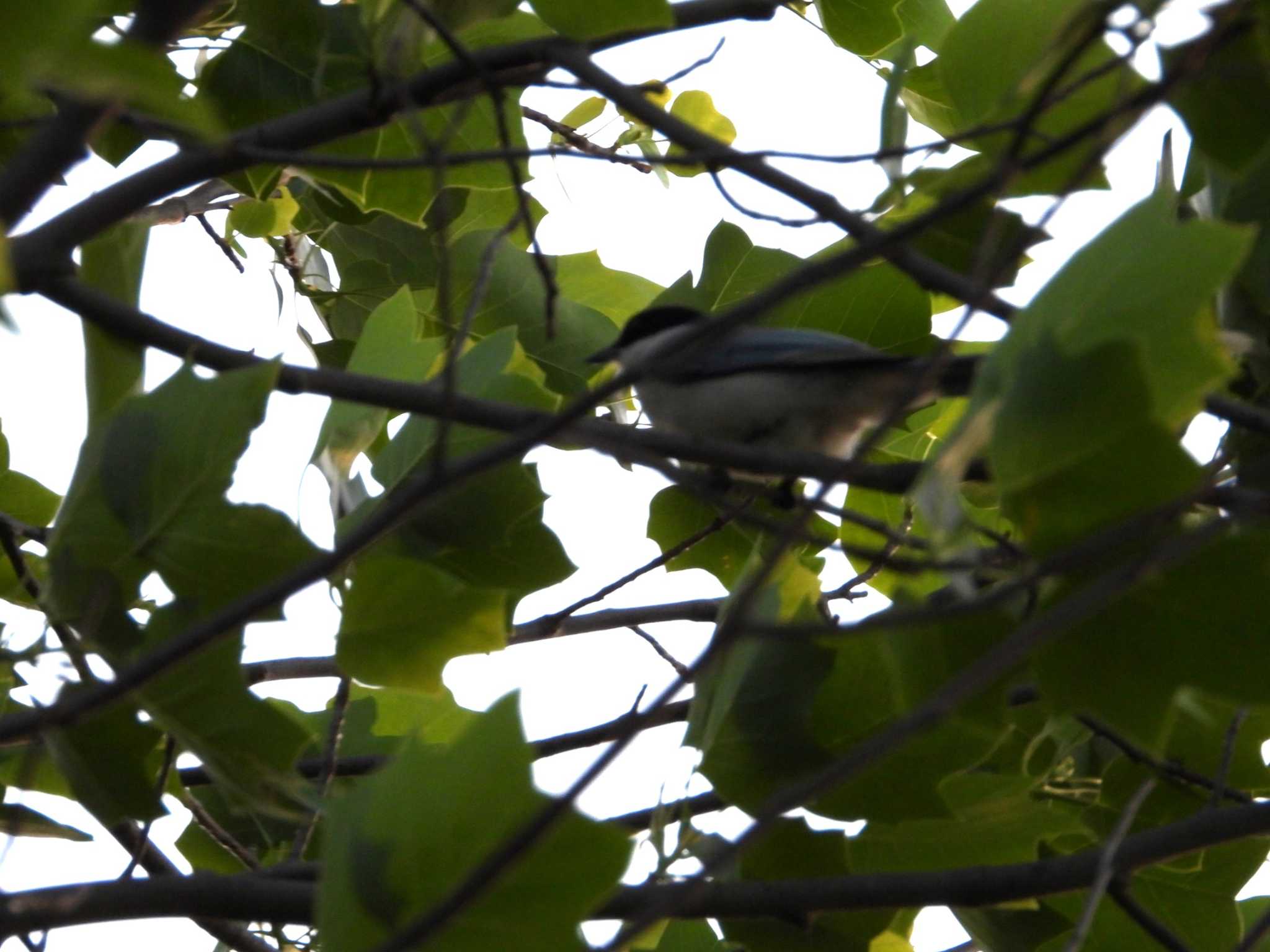 Azure-winged Magpie