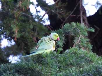 ワカケホンセイインコ 等々力緑地 2024年5月11日(土)