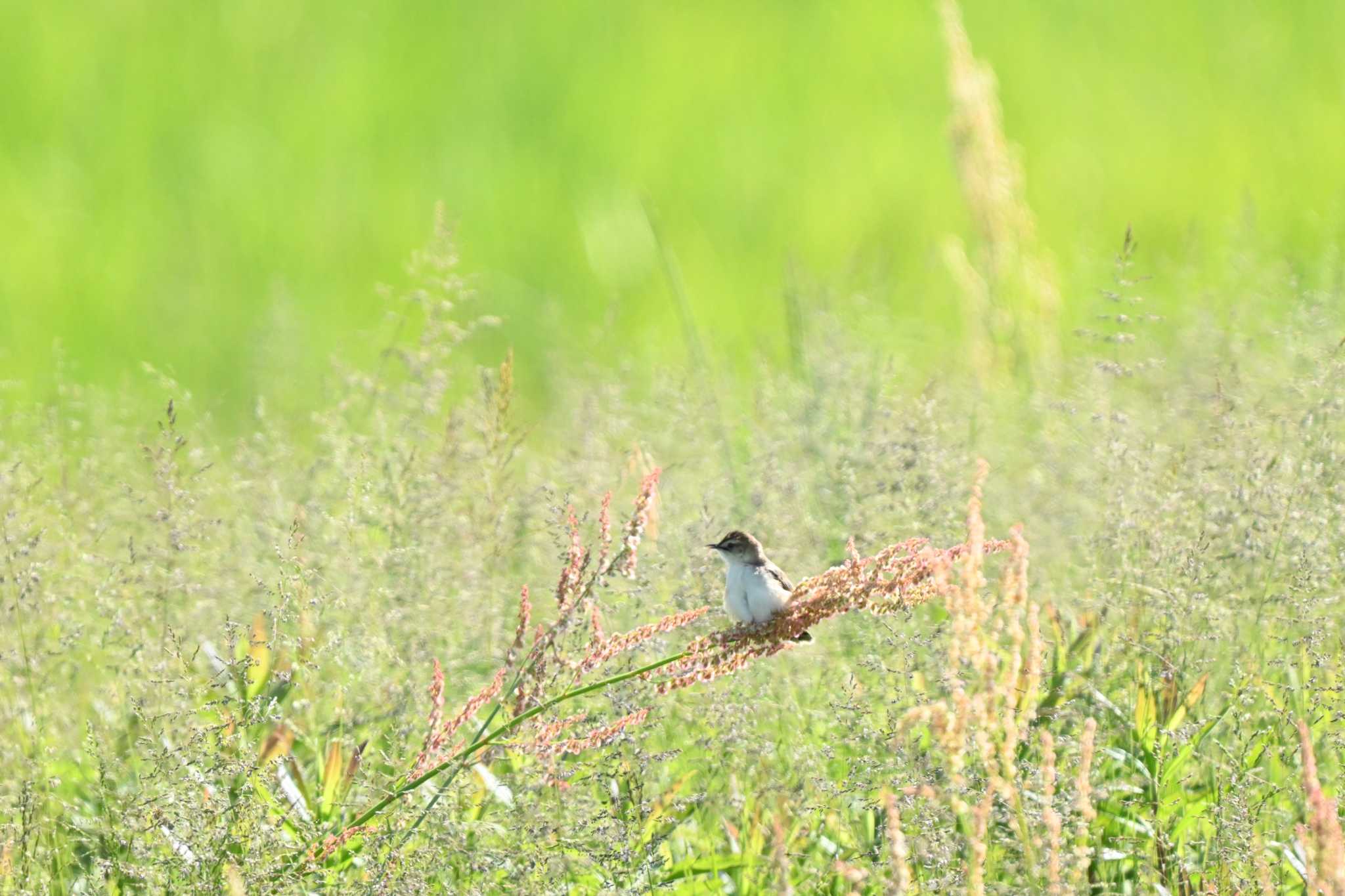 Photo of Zitting Cisticola at 平城宮跡 by コンちゃん