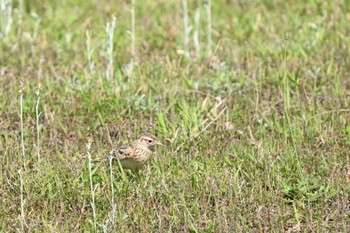 Eurasian Skylark 平城宮跡 Sat, 5/11/2024