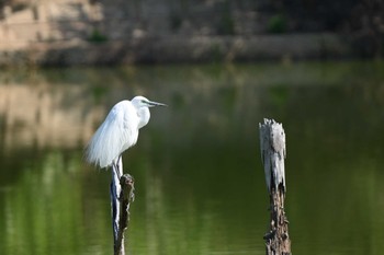 Great Egret 奈良市水上池 Sat, 5/11/2024