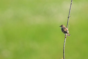 Zitting Cisticola 奈良市水上池 Sat, 5/11/2024