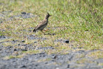 ヒバリ 平城宮跡 2024年5月11日(土)