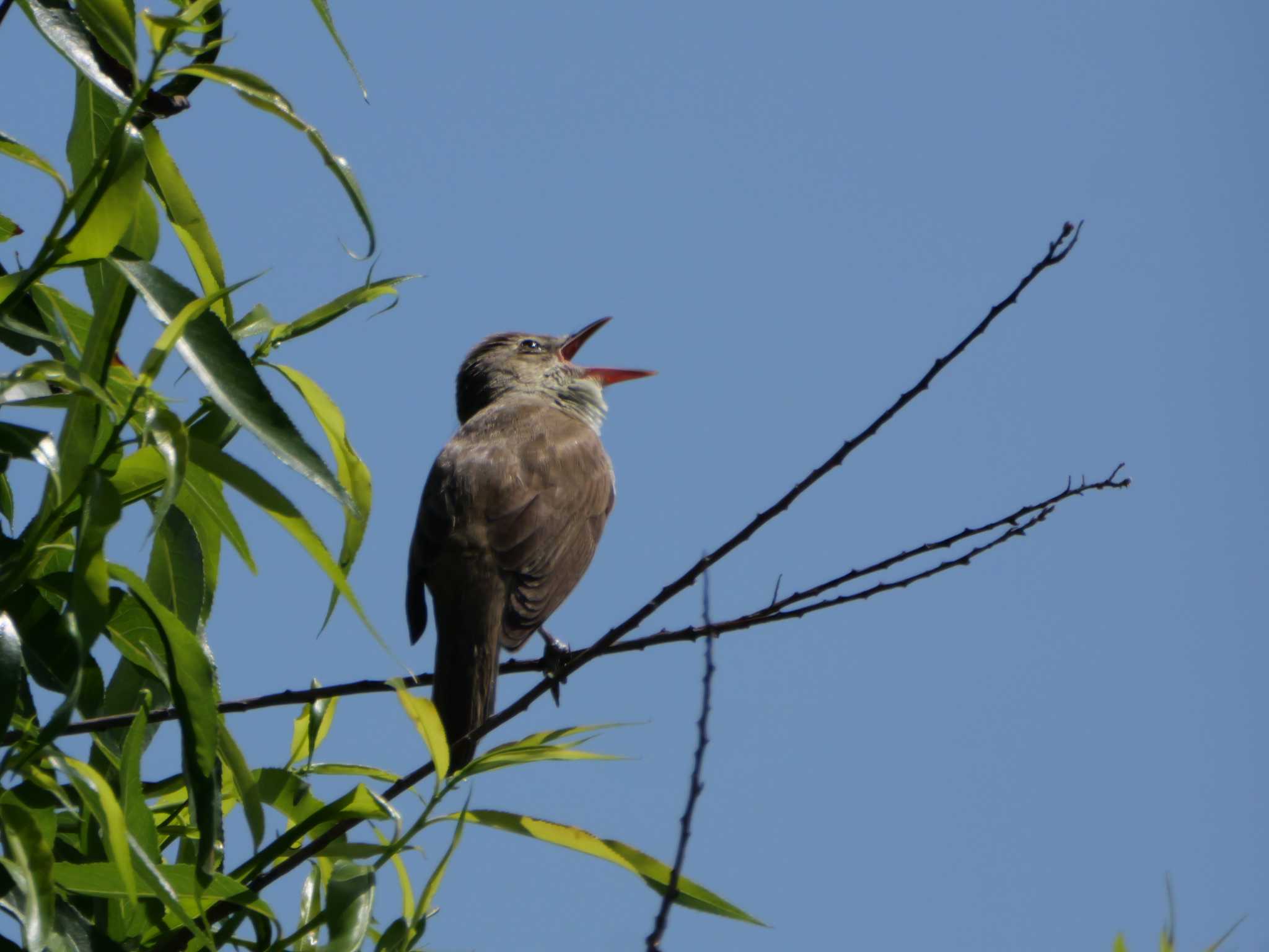 多摩川下流 オオヨシキリの写真 by little birds