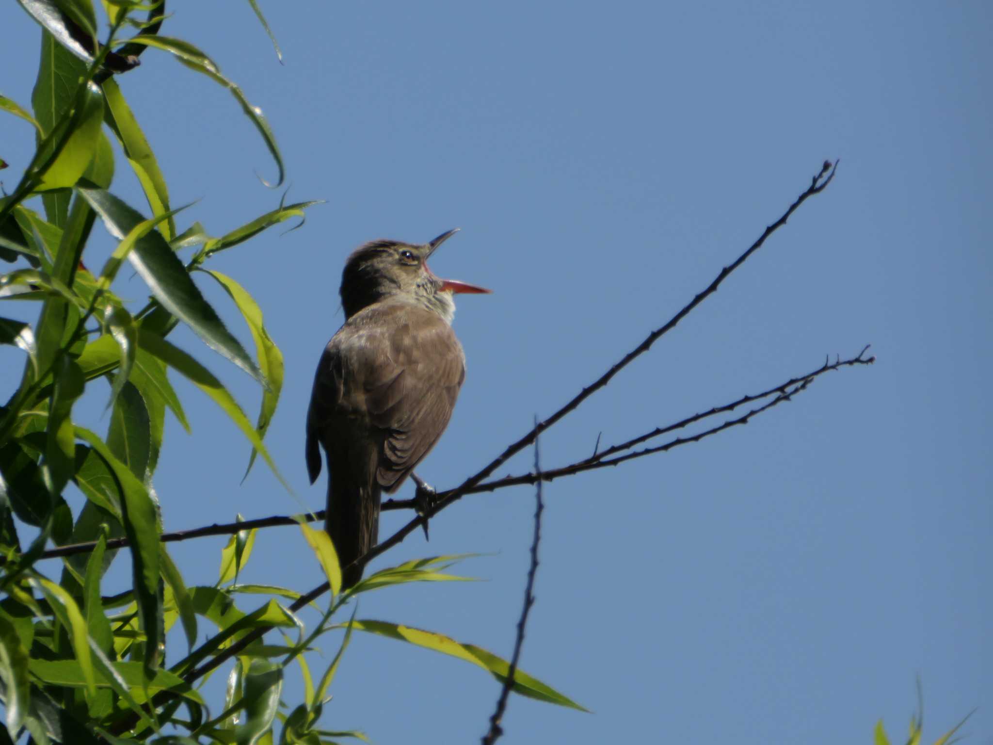 オオヨシキリ3態。　熱唱～～陶酔へ。　　（原画です） by little birds