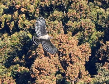 Mountain Hawk-Eagle Unknown Spots Fri, 3/22/2024
