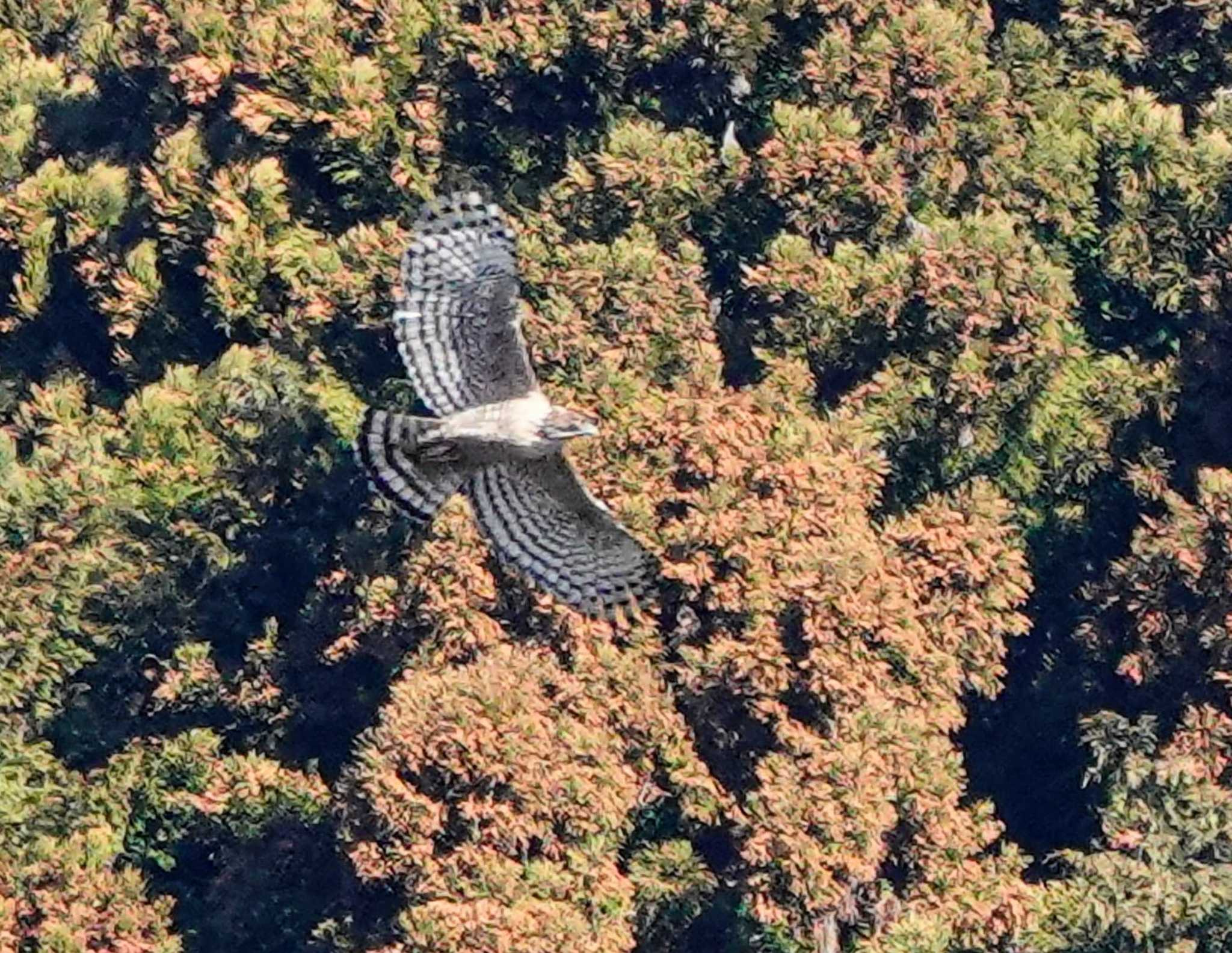 Photo of Mountain Hawk-Eagle at  by サジタリウスの眼