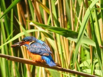 Common Kingfisher Shakujii Park Sat, 5/11/2024