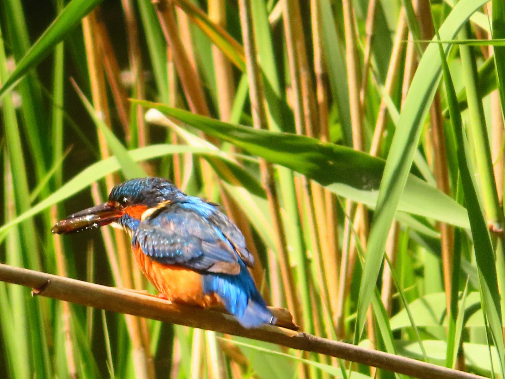 Common Kingfisher