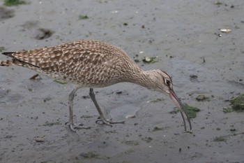 チュウシャクシギ 東京港野鳥公園 2024年4月27日(土)