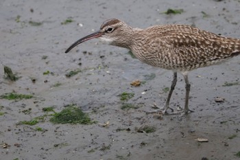 チュウシャクシギ 東京港野鳥公園 2024年4月27日(土)