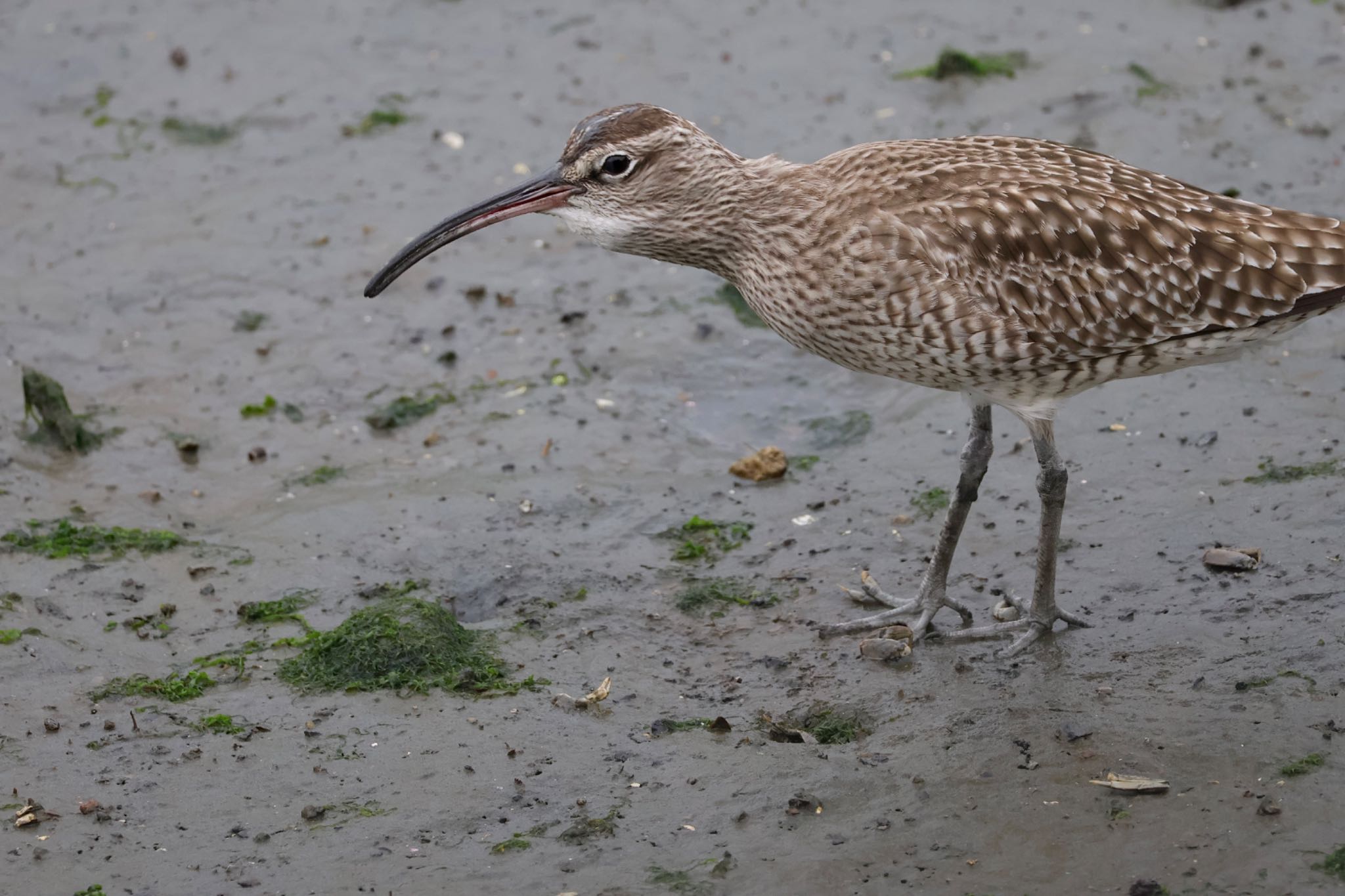 Eurasian Whimbrel