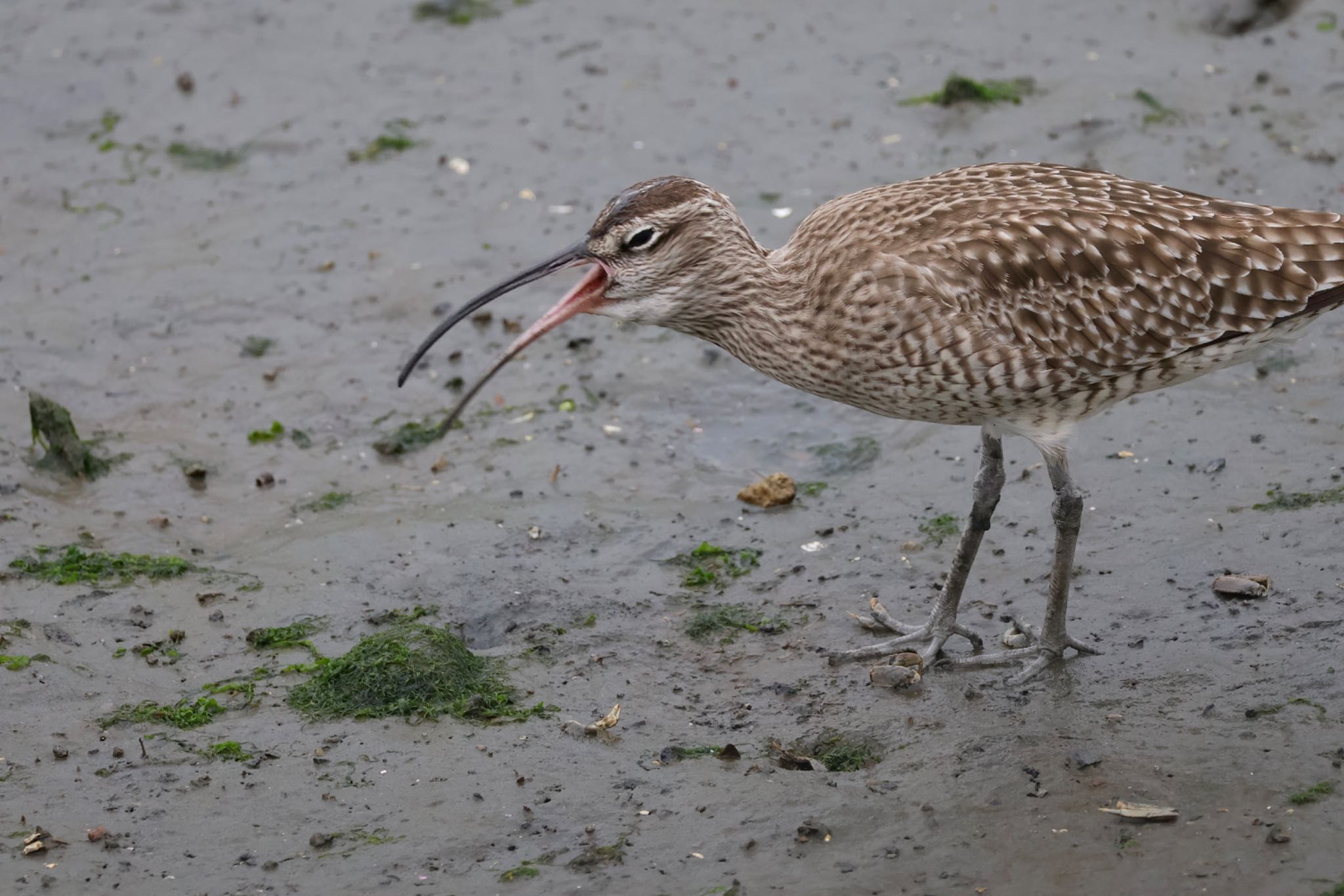 Eurasian Whimbrel