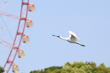 Sat, 5/11/2024 Birding report at Kasai Rinkai Park