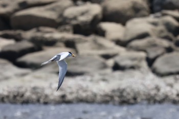 コアジサシ 葛西臨海公園 2024年5月11日(土)