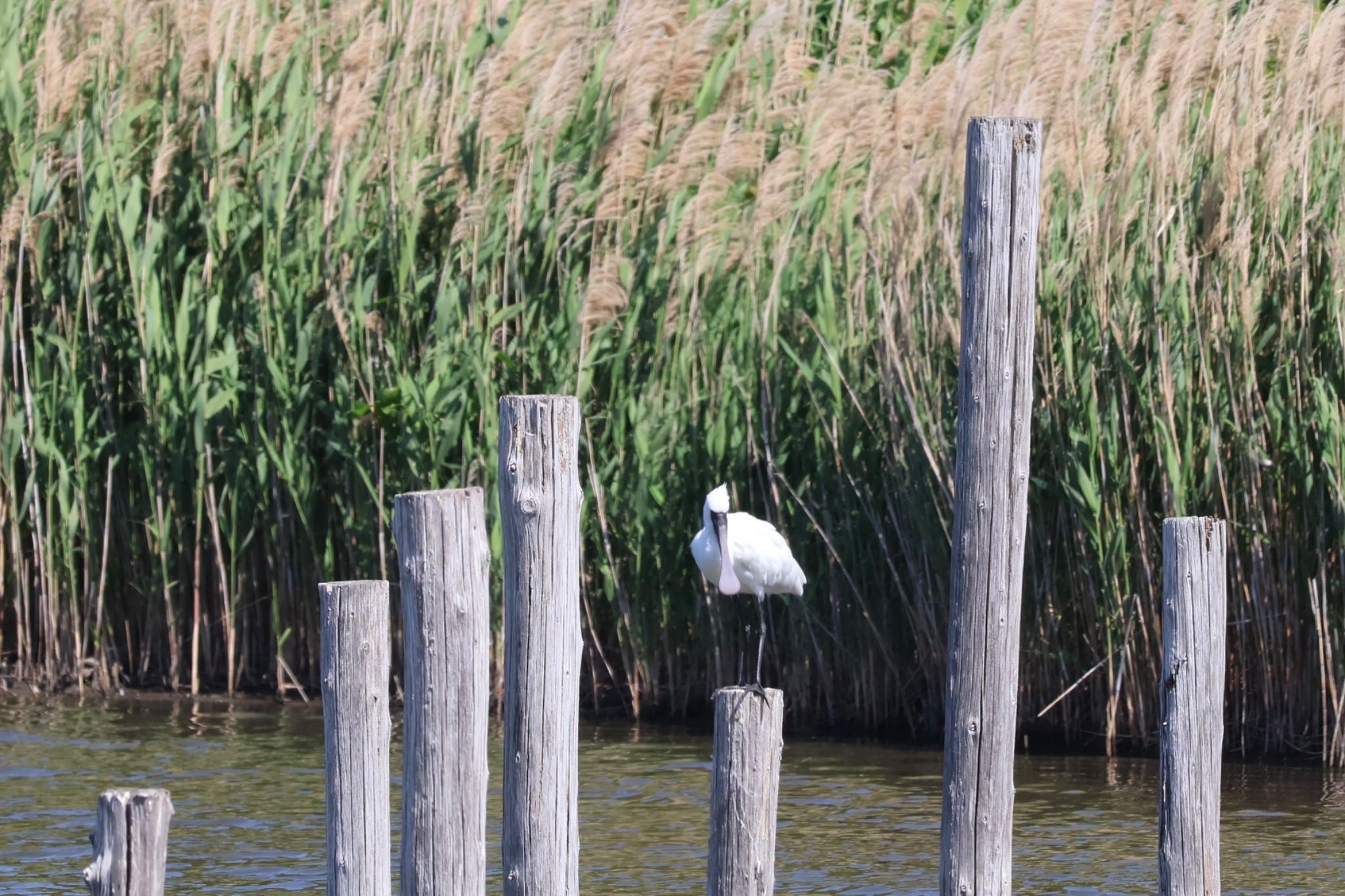 Black-faced Spoonbill