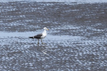 ウミネコ 葛西臨海公園 2024年5月11日(土)