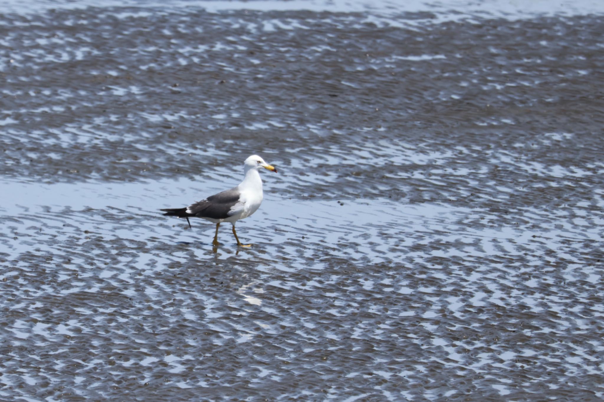 Black-tailed Gull