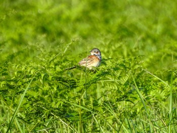 Chestnut-eared Bunting 南阿蘇ビジターセンター Sat, 5/11/2024