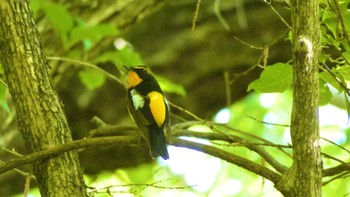 Sat, 5/11/2024 Birding report at 大和民俗公園