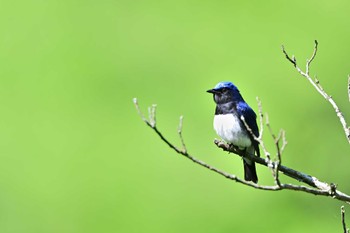 Blue-and-white Flycatcher 相模原市 Fri, 5/3/2024