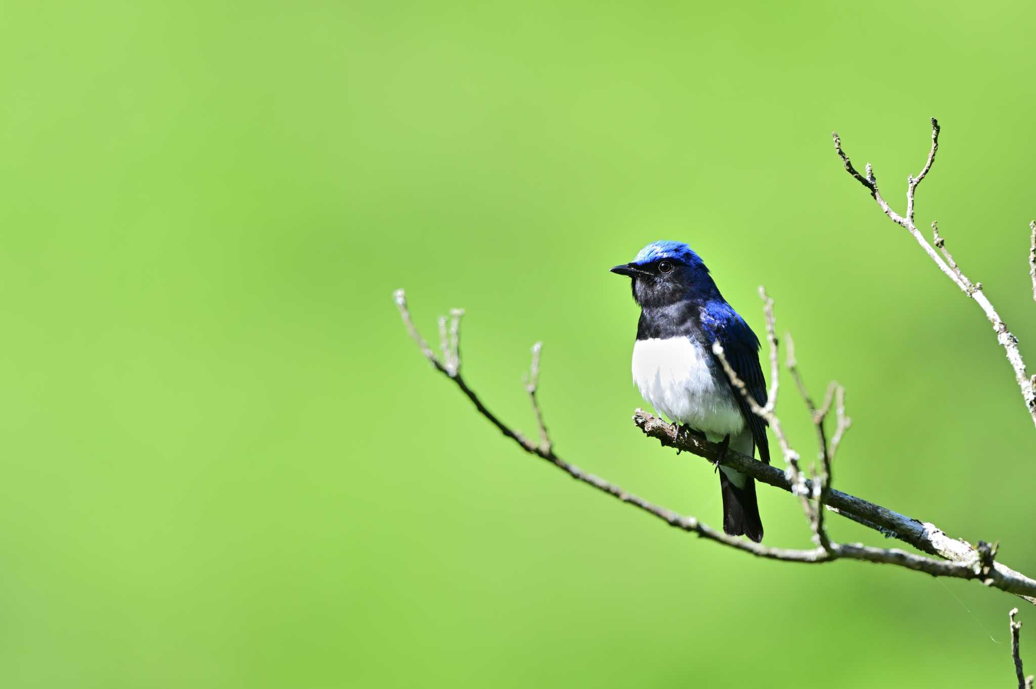 Photo of Blue-and-white Flycatcher at 相模原市 by がぶたん