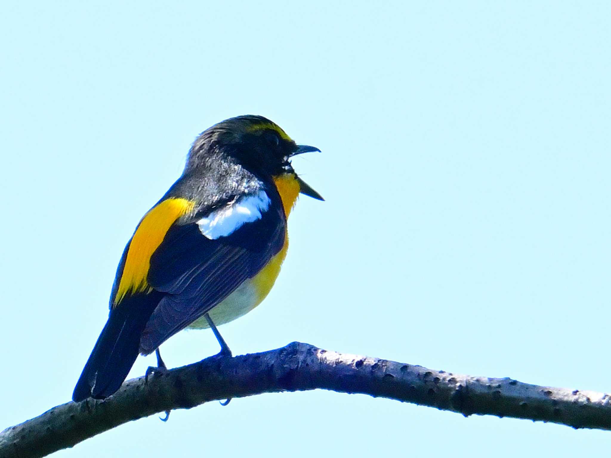 Narcissus Flycatcher