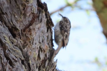 Eurasian Treecreeper Senjogahara Marshland Sat, 5/11/2024