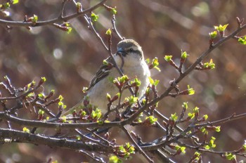 Russet Sparrow Senjogahara Marshland Sat, 5/11/2024