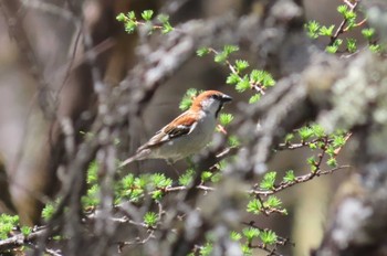 Russet Sparrow Senjogahara Marshland Sat, 5/11/2024