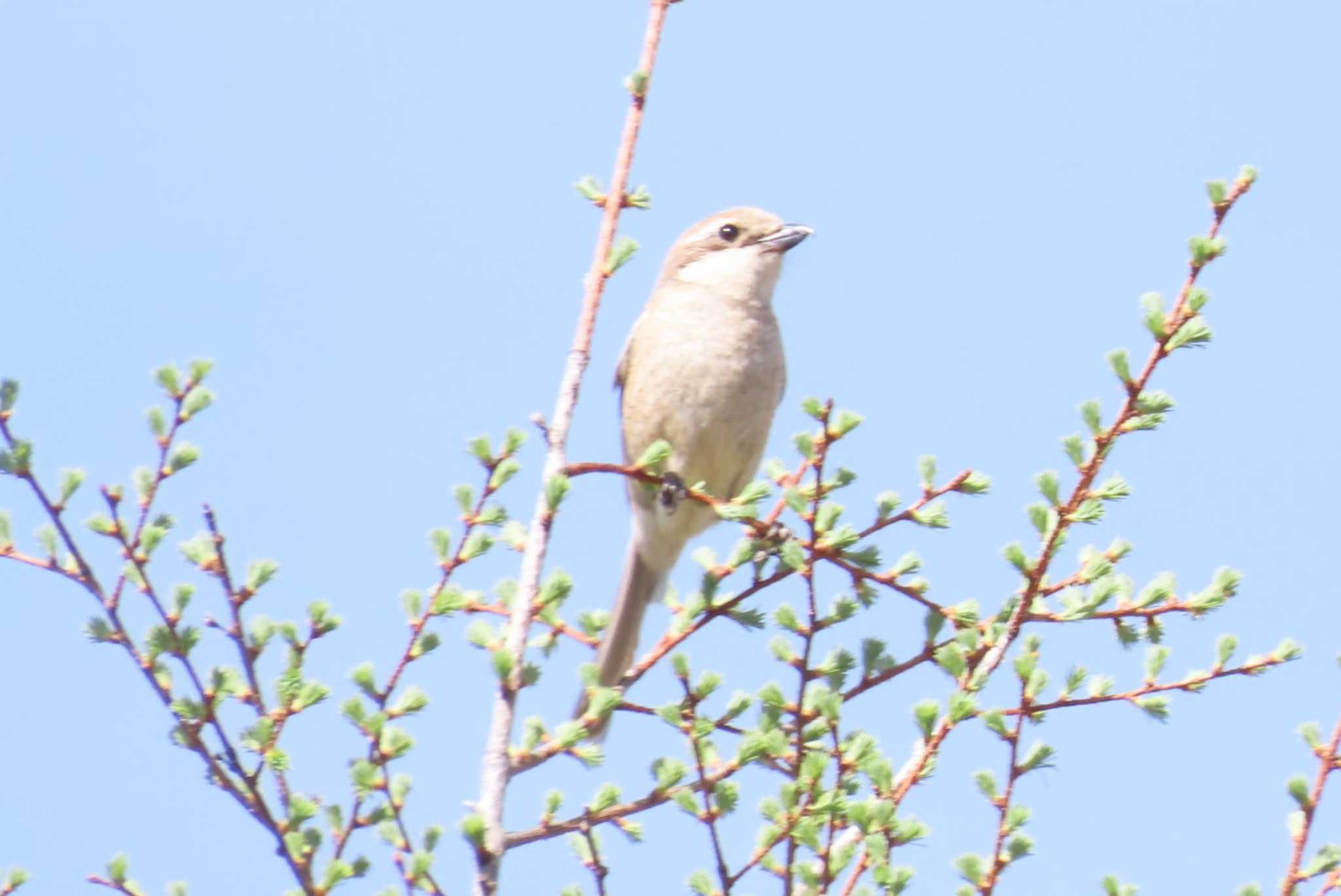 Photo of Bull-headed Shrike at Senjogahara Marshland by ほおじろうず