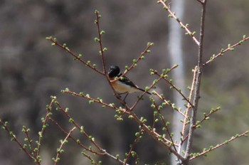 Amur Stonechat Senjogahara Marshland Sat, 5/11/2024