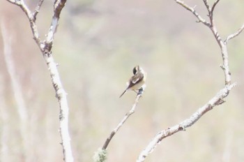 Amur Stonechat Senjogahara Marshland Sat, 5/11/2024