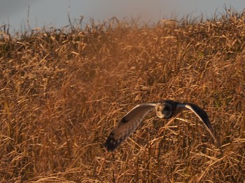 Short-eared Owl Unknown Spots Tue, 1/1/2019