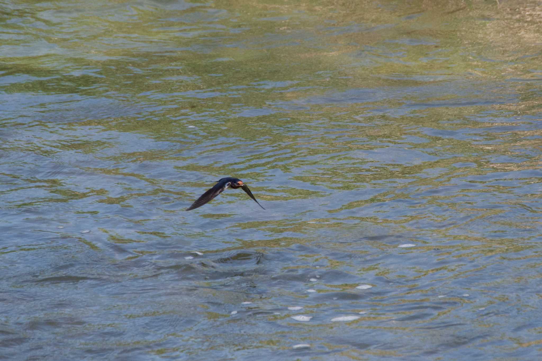 Barn Swallow