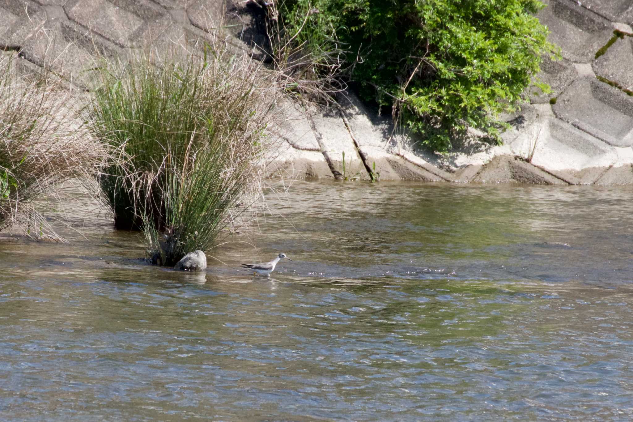 Grey-tailed Tattler