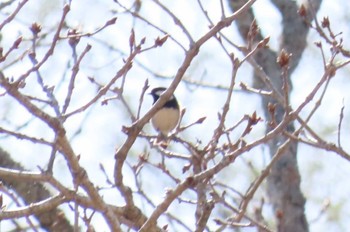 Coal Tit Senjogahara Marshland Sat, 5/11/2024