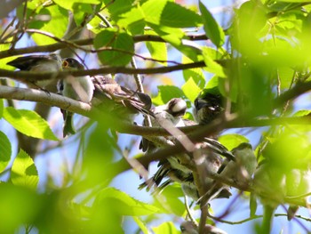 Long-tailed Tit 日向渓谷 Fri, 5/3/2024