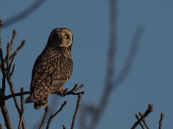 Short-eared Owl Unknown Spots Tue, 1/1/2019