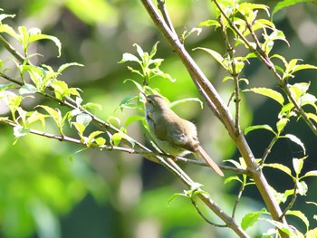 Japanese Bush Warbler 日向渓谷 Fri, 5/3/2024