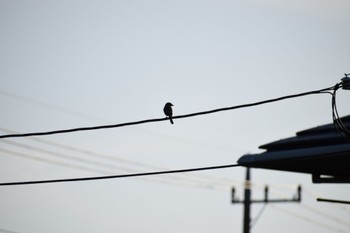 Bull-headed Shrike 大久保農耕地 Fri, 5/10/2024