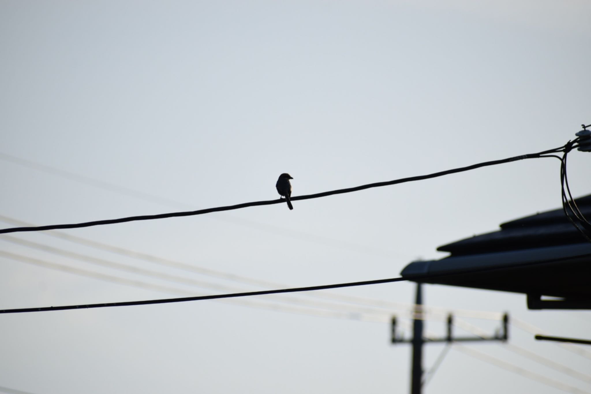 Photo of Bull-headed Shrike at 大久保農耕地 by いっちー🦜🦅🦆鳥好き