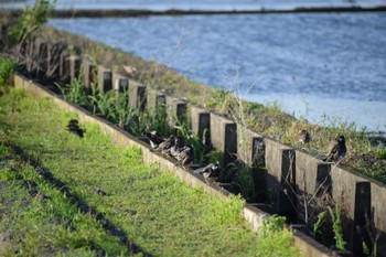 ムクドリ 大久保農耕地 2024年5月10日(金)