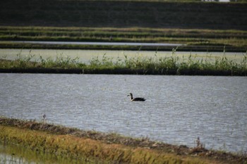 カルガモ 大久保農耕地 2024年5月10日(金)