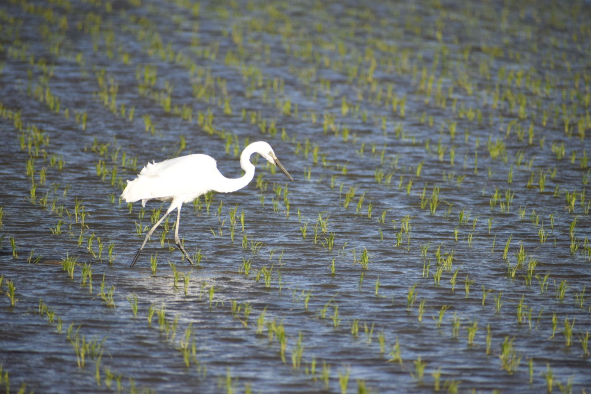 Medium Egret