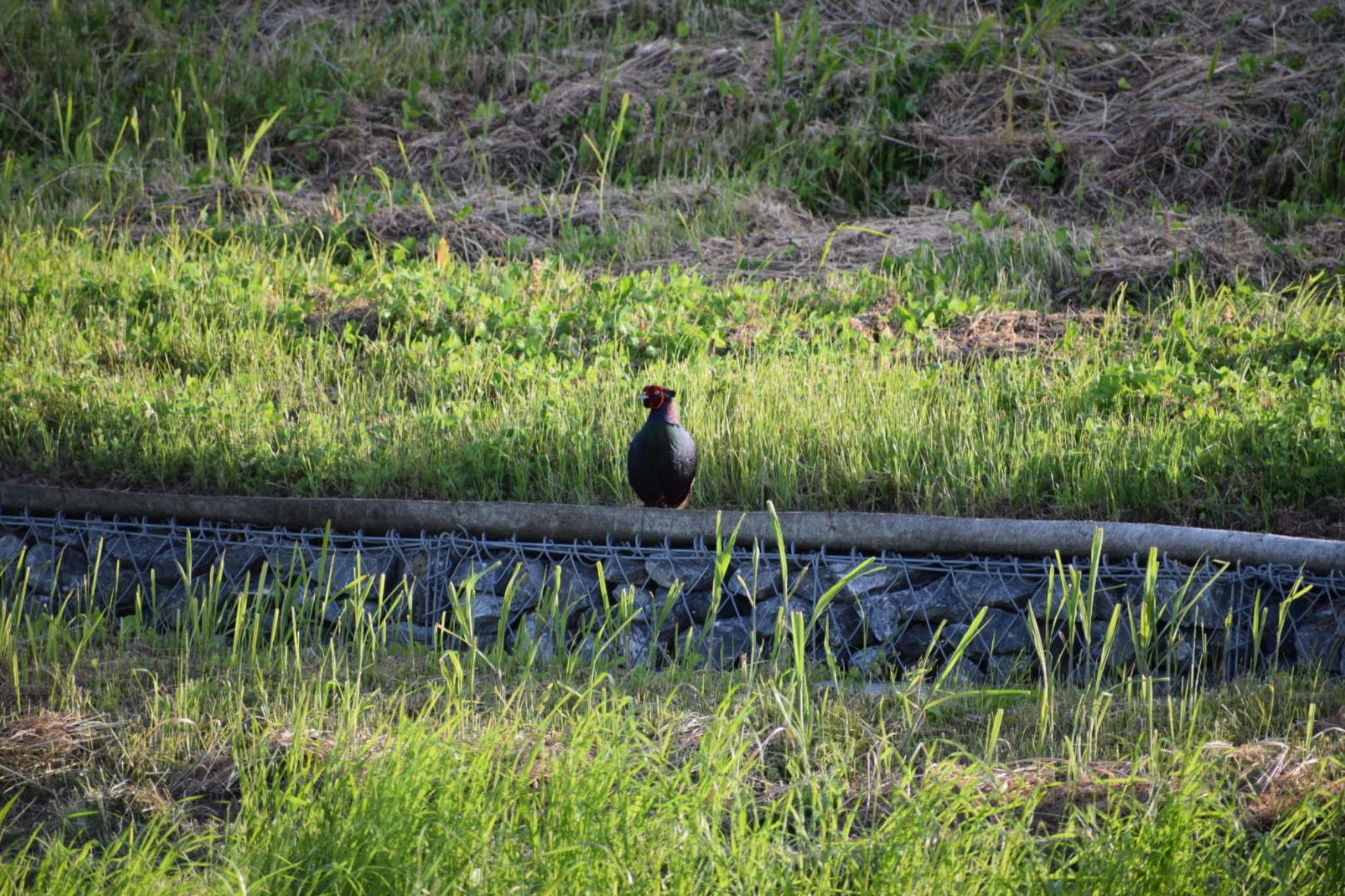 Photo of Green Pheasant at 大久保農耕地 by いっちー🦜🦅🦆鳥好き