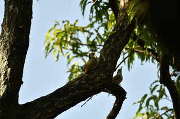 Japanese Green Woodpecker Shakujii Park Sun, 5/5/2024